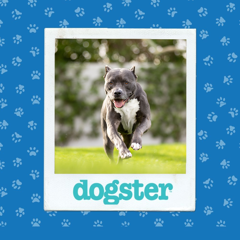 dogster photo contest action 15 1 26
