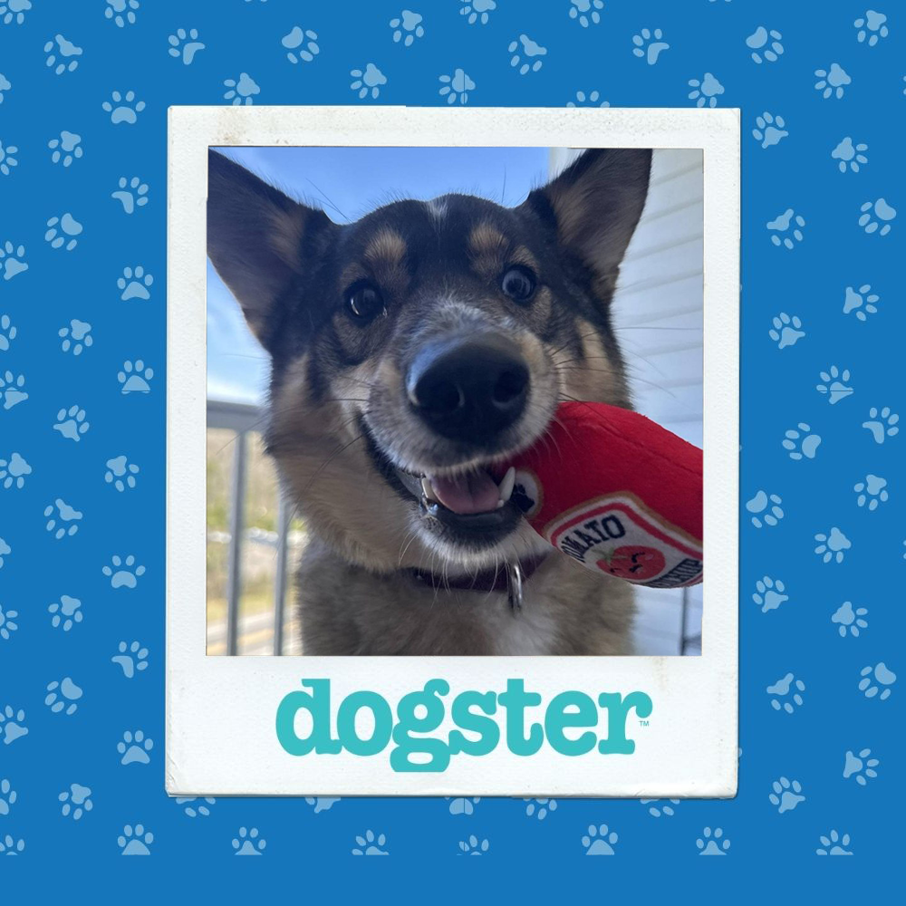 Dogster Photo Contest: Dogs of the Week Winners (January 8, 2026) 16 dogster photo contest action 8 1 26