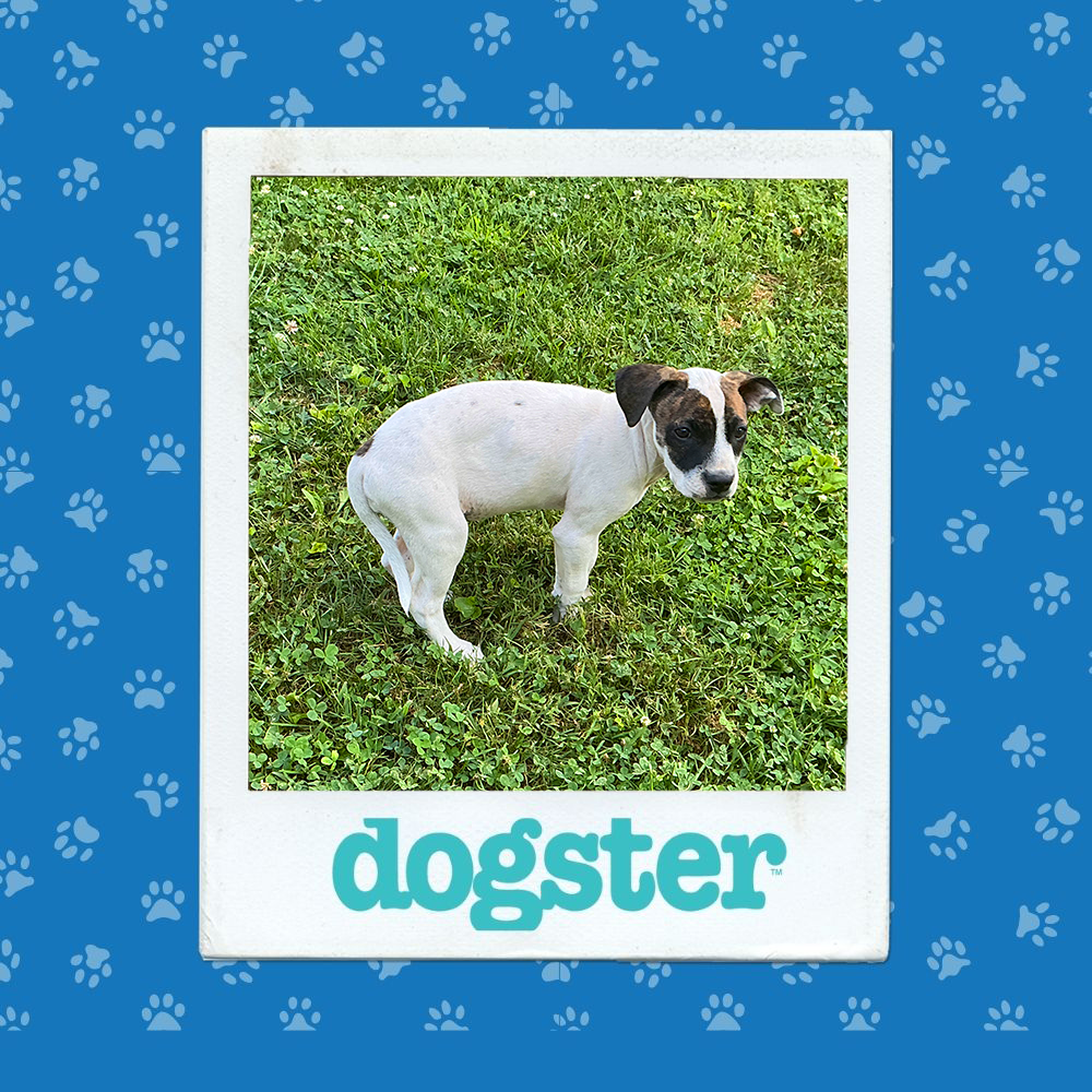 dogster photo contest cutest 15 1 26