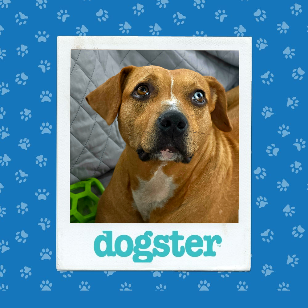 Dogster Photo Contest: Dogs of the Week Winners (January 8, 2026) 12 dogster photo contest cutest 8 1 26