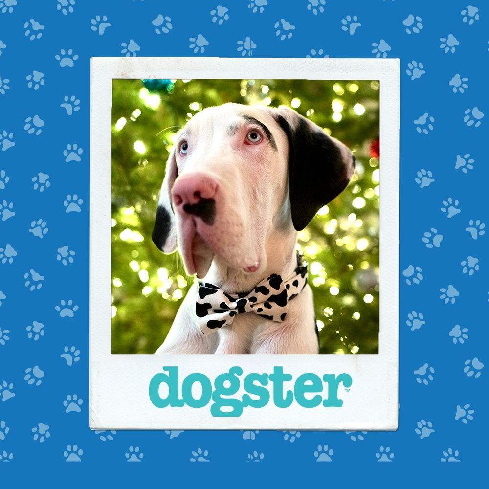 Dogster Photo Contest: Dogs of the Week Winners (January 8, 2026) 10 dogster photo contest dignified 8 1 26