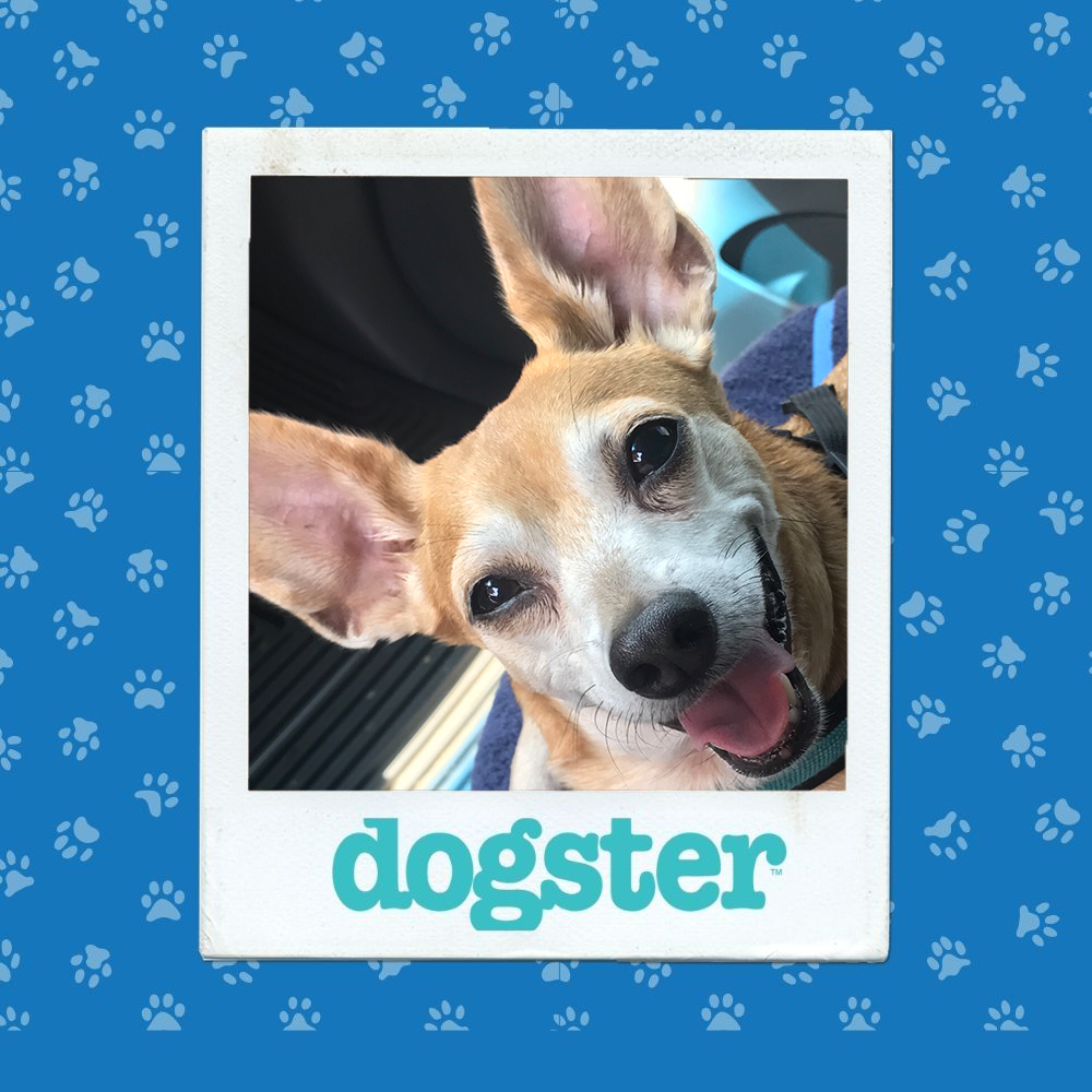 dogster photo contest expressive 15 1 26