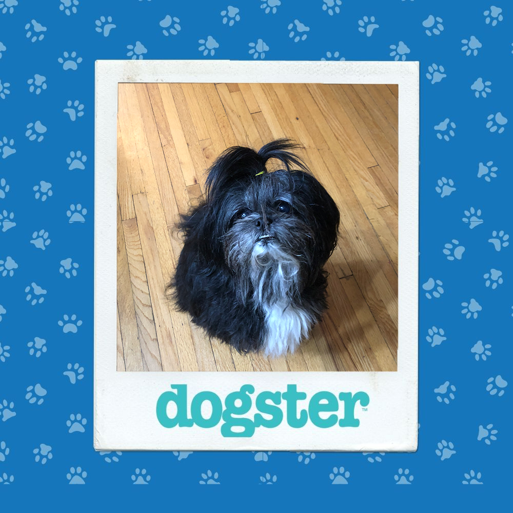 Dogster Photo Contest: Dogs of the Week Winners (January 8, 2026) 6 dogster photo contest expressive 8 1 26