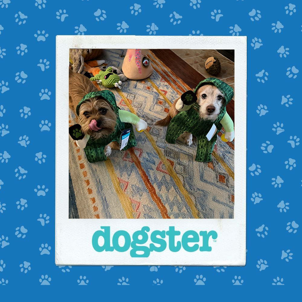 dogster photo contest silliest 15 1 26