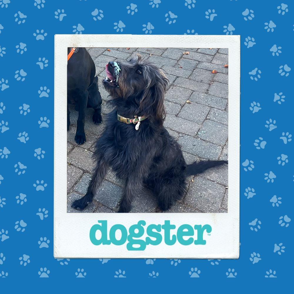 Dogster Photo Contest: Dogs of the Week Winners (January 8, 2026) 8 dogster photo contest silliest 8 1 26