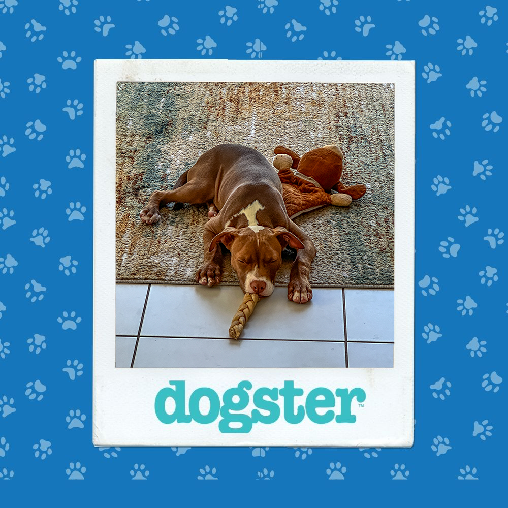 dogster photo contest sleepiest 15 1 26