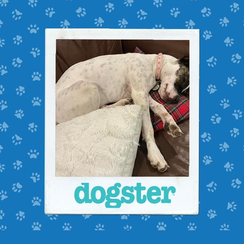 Dogster Photo Contest: Dogs of the Week Winners (January 8, 2026) 14 dogster photo contest sleepiest 8 1 26