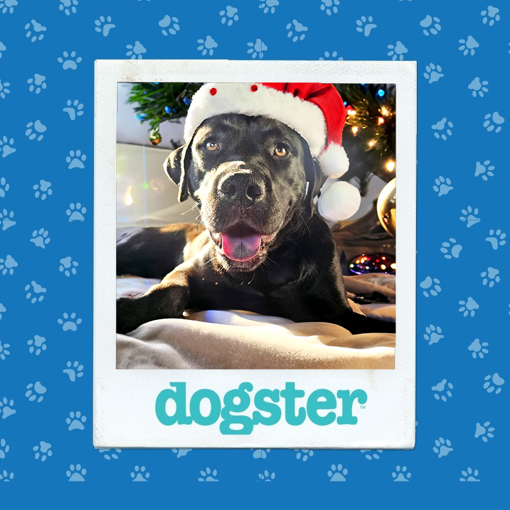 dogster photo contest winner 15 1 26