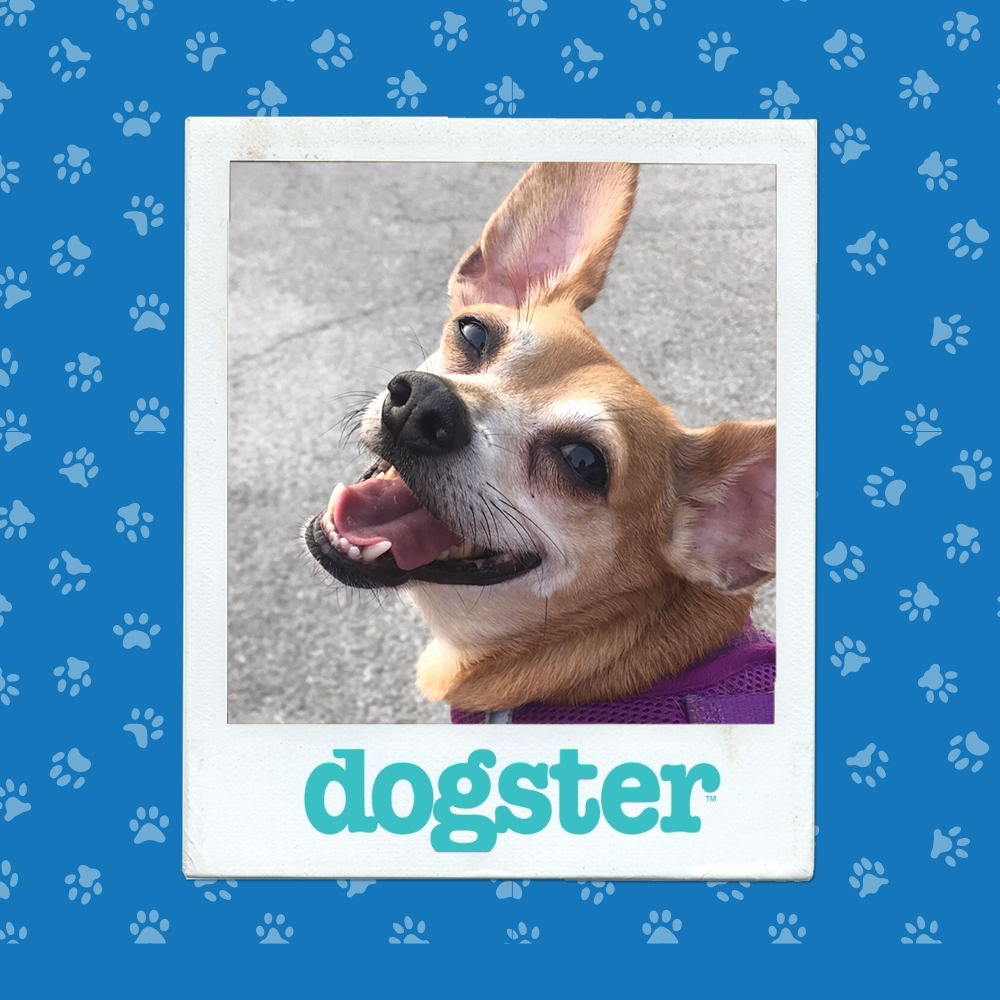 Dogster Photo Contest: Dogs of the Week Winners (January 8, 2026) 4 dogster photo contest winner 8 1 26