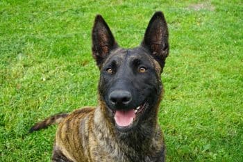 dutch shepherd 5140887 1280 350x233 1