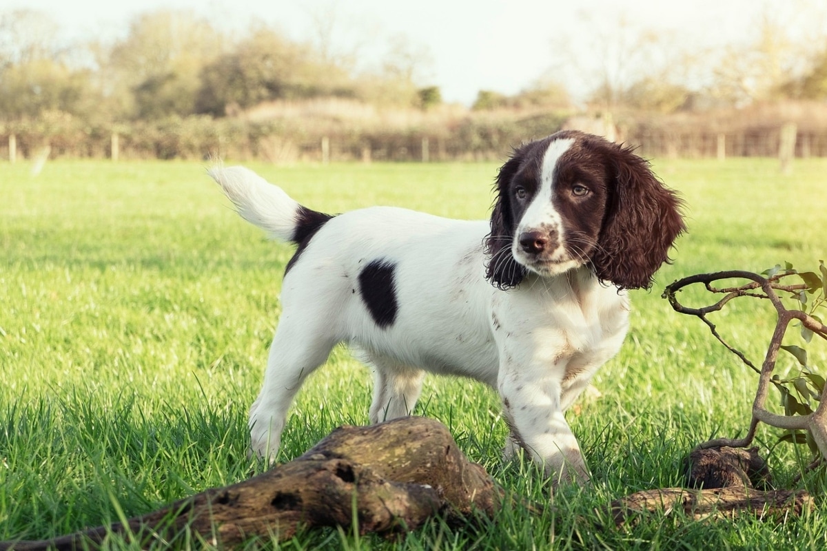 English Springer Spaniel active, muddy, and happily spreading mess