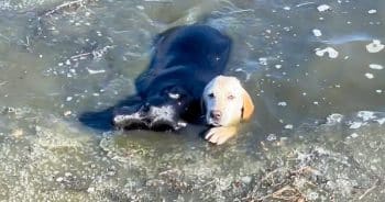 They Stood Around As Dogs Began To Drown But A Man’s ‘Selfless Heart’ Took Over 3 f1 31 350x184 1