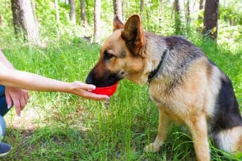 female hand gives drink dog german shepherd walk forest 1 350x233 1