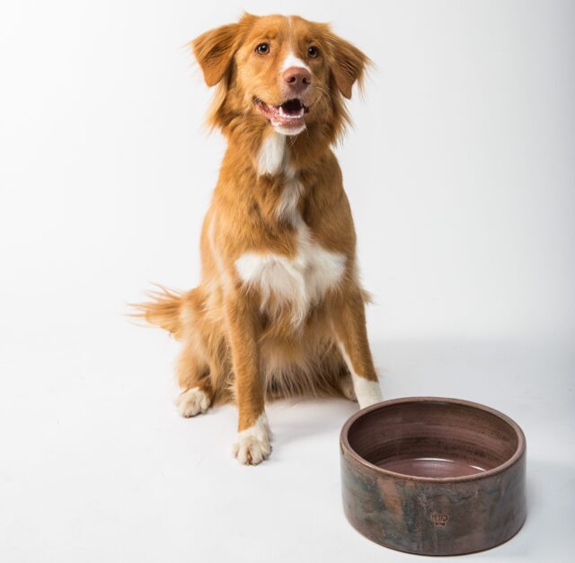 best bone broth for dogs