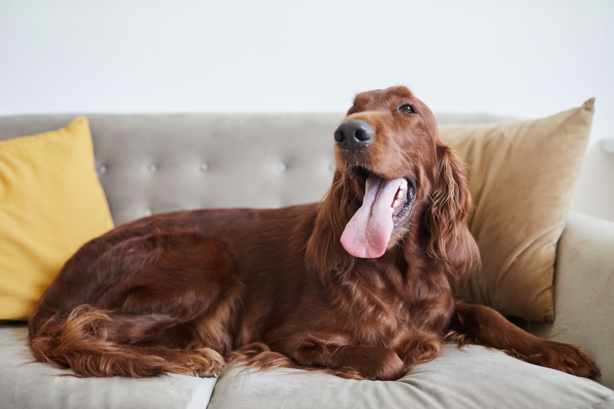 Irish Setter, energetic, feathery, and dragging dirt through the house