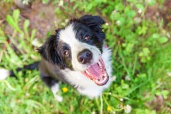 funny outdoor portrait cute smiling puppy dog border collie sitting green grass lawn park garden 2 1 350x233 1