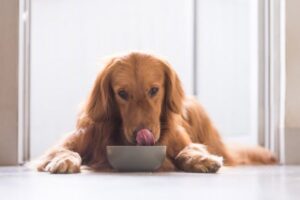 golden retriever dog eating Chendongshan Shutterstock 600x400 1