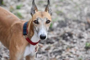 greyhound 4880298 1280 1 1 350x234 1