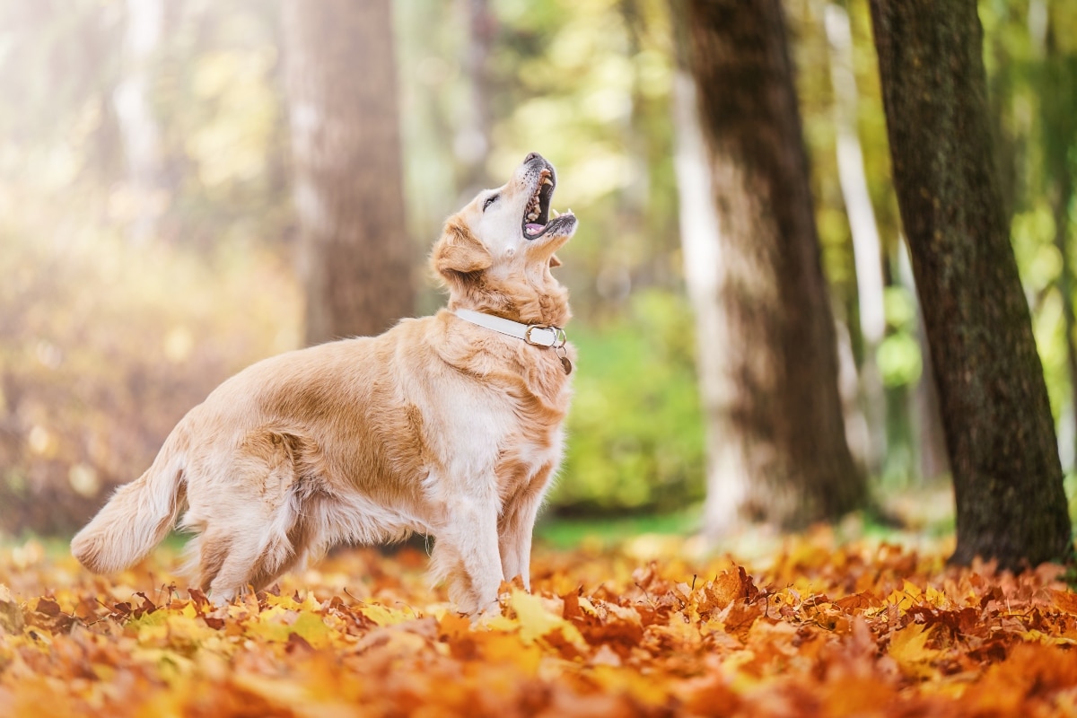 Happy active golden retriever dog running and playing in autumn park on sunny day 