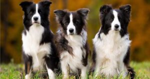 healthiest dog breeds