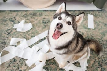 high angle dog making mess with toilet paper 350x233 1