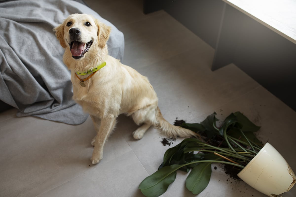 Labrador Retriever, cheerful, muddy, and tracking dirt with happy enthusiasm