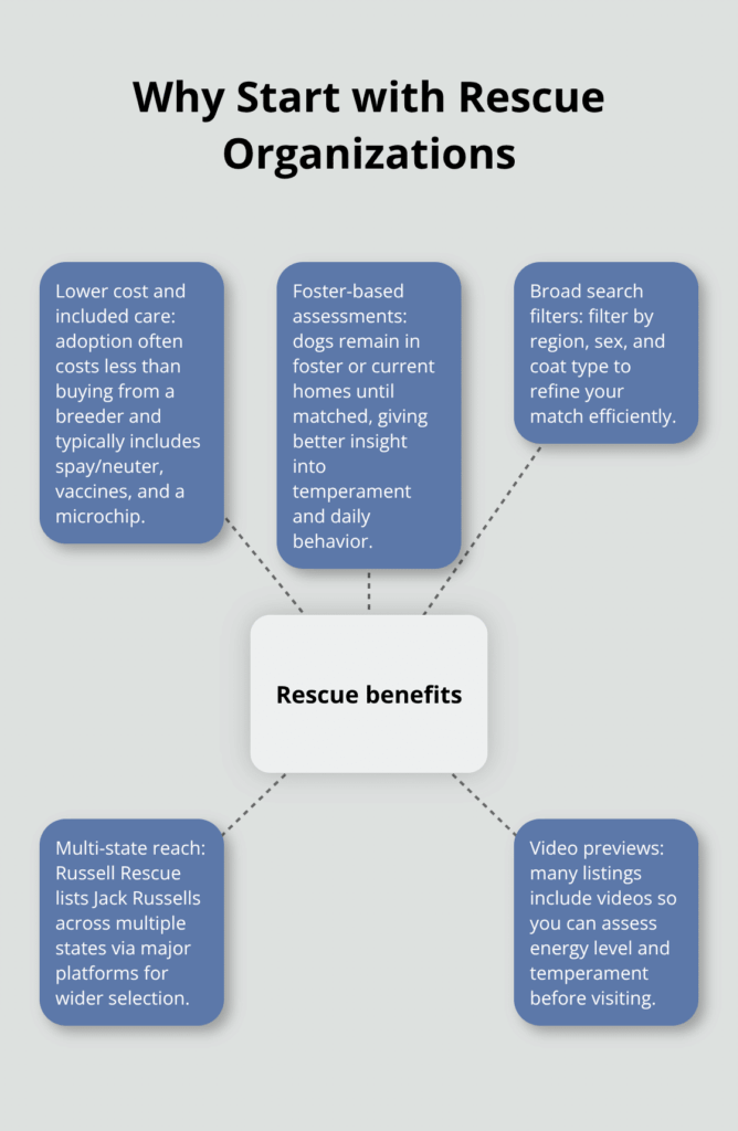 jack russell terrier puppy adoption infographic 1 1768428734
