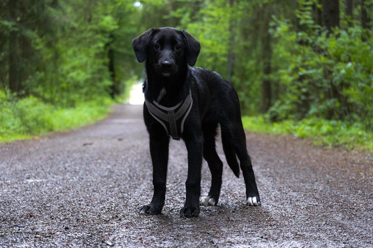 11 Rugged Dog Breeds That Make The Best Hiking Buddies 13 Labrador Retriever, cheerful and sturdy, loving long hikes and exploration.