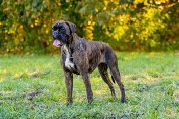large dog german boxer breed stands park grass 2 1 350x233 1