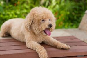 lovely dog poodle sit wooden bench 2 1 350x233 1