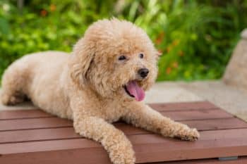 lovely dog poodle sit wooden bench 2 1 350x233 1