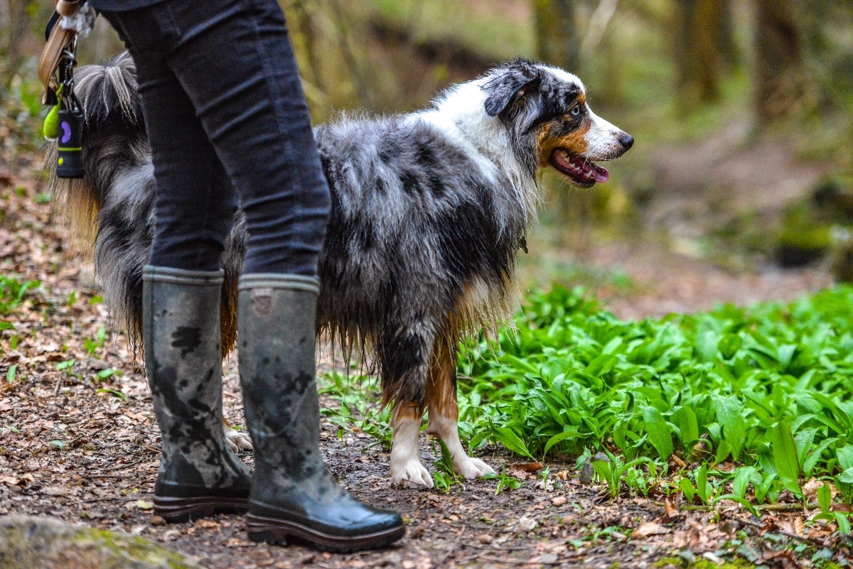 11 Rugged Dog Breeds That Make The Best Hiking Buddies 8 Australian Shepherd, energetic and adventurous, thriving on long outdoor hikes.