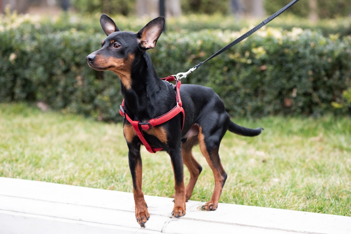 Miniature Pinscher strutting proudly with big-dog attitude