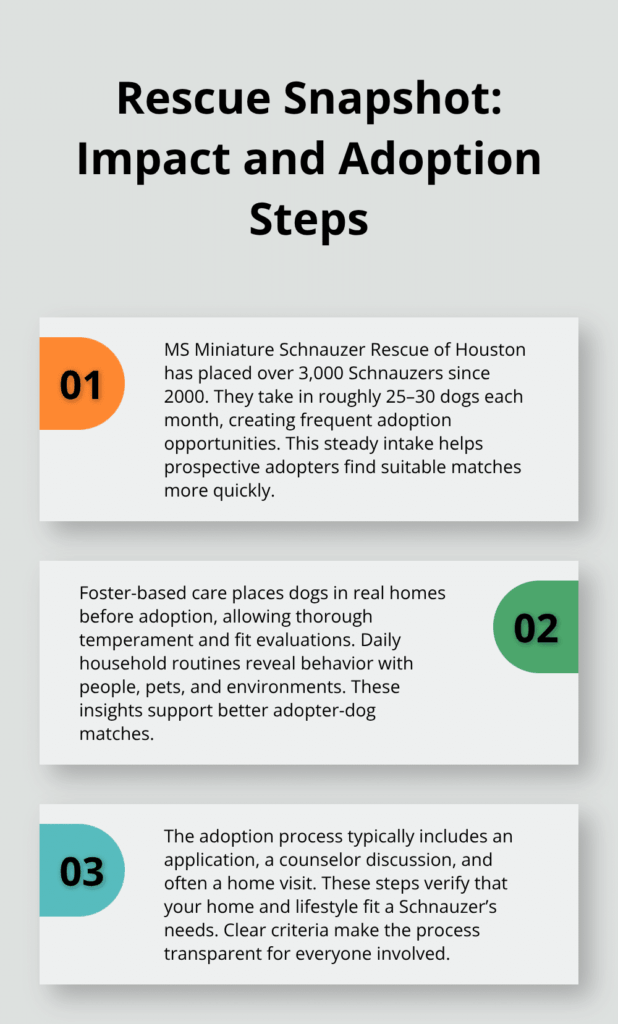 How to Find Miniature Schnauzer Puppy Adoption Options 2 miniature schnauzer puppy adoption infographic 1 1768342343
