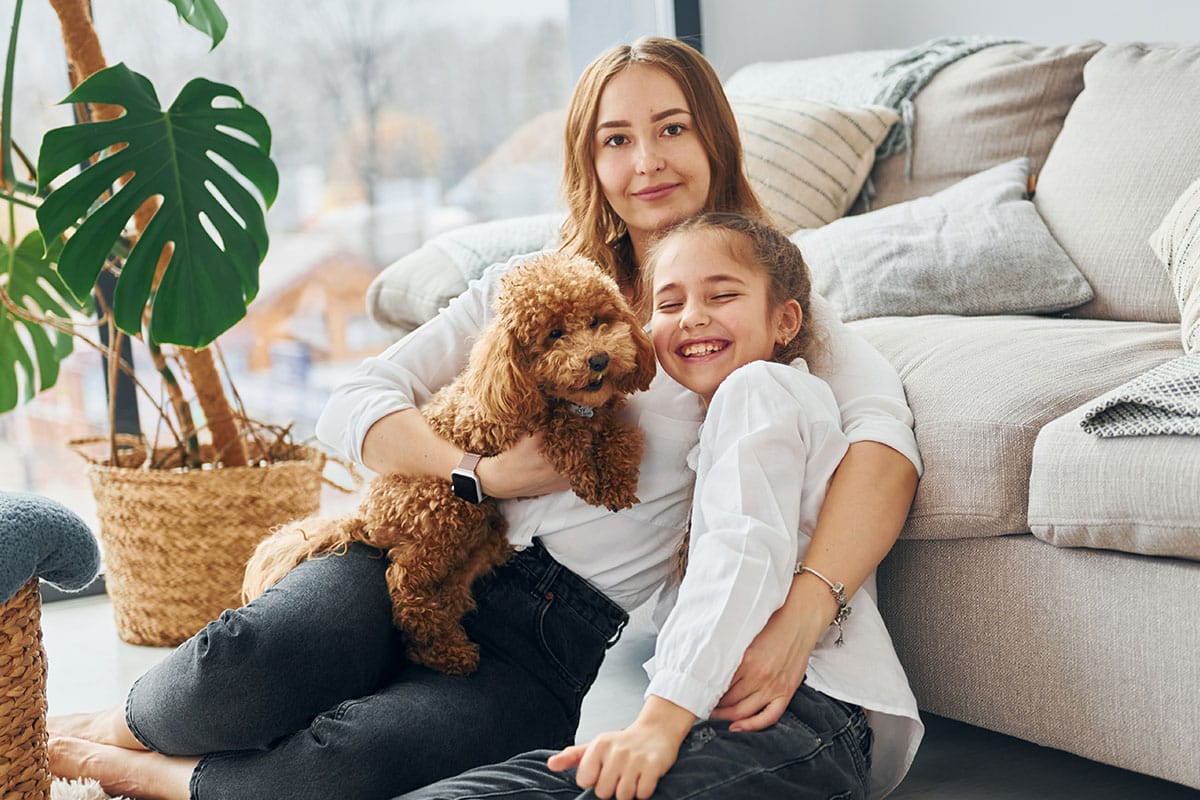 Poodle, calm and attentive, bonding gently with sensitive owners daily.