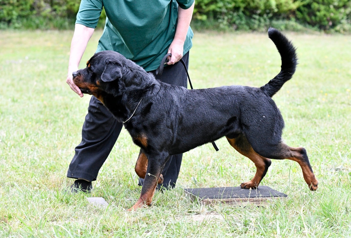 Rottweiler steady and loyal, relaxed within strong boundaries and routine.