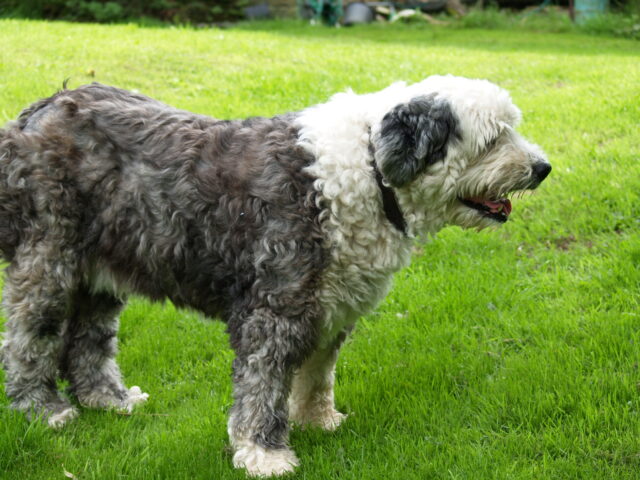 Best raw dog food for Old English Sheepdogs