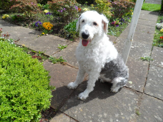 Best raw dog food for Old English Sheepdogs