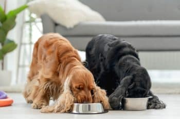 pair english cocker spaniel dogs eating from bowls light room home 1 350x233 1