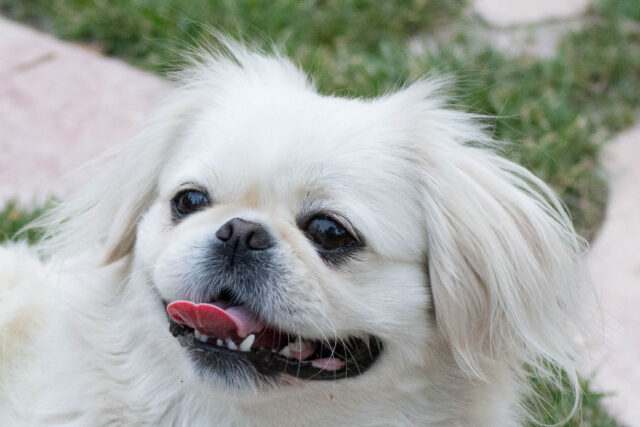 Best raw dog food for Pekingeses