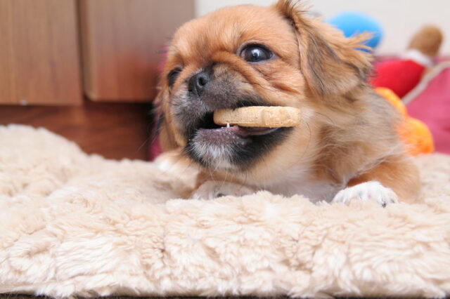 Best raw dog food for Pekingeses