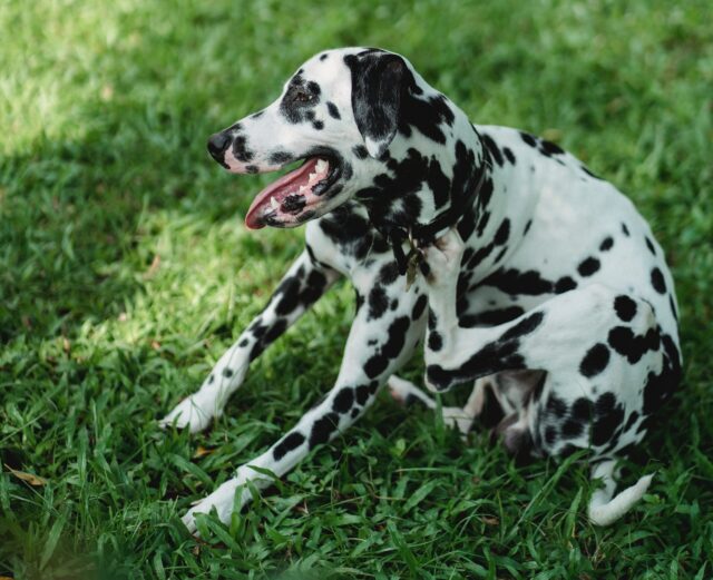 The 10 Best Flea & Tick Treatments For Dogs 42 best flea and tick supplements for dogs