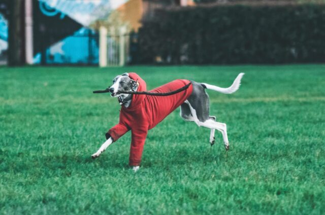 The 13 Best Heart Supplements For Dogs 41 best heart supplements for dogs with enlarged heart