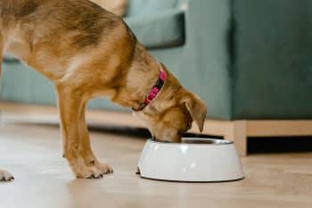 13 Dog Food Toppers Picky Eaters Actually Love 31 pexels mart production 8434676 350x233 1