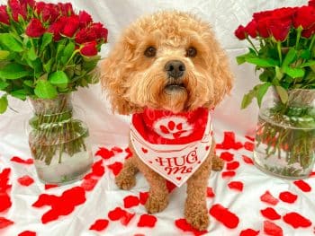 15 Sweetheart Deals on Valentine’s Day Dog Toys, Treats, and More 3 pexels matt hill 90661226 9423703 350x263 1