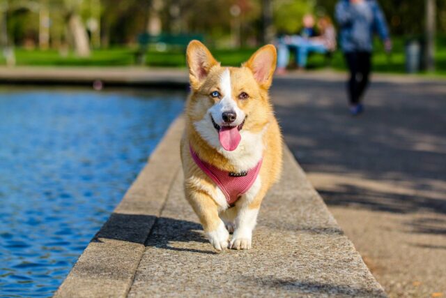 best fish oil for dogs