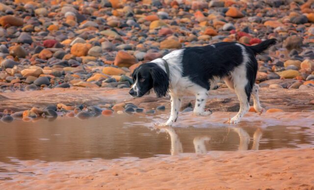 best turmeric for dogs