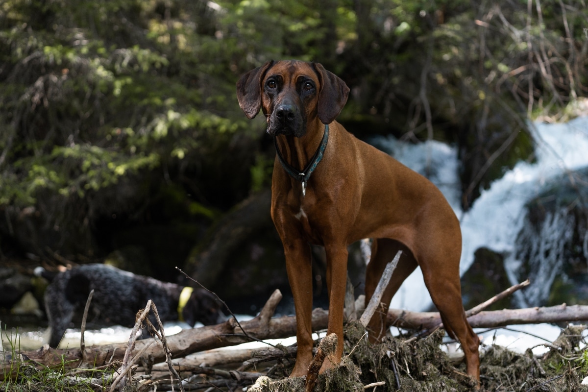 11 Rugged Dog Breeds That Make The Best Hiking Buddies 10 Rhodesian Ridgeback is strong and confident, built for steady trail endurance.