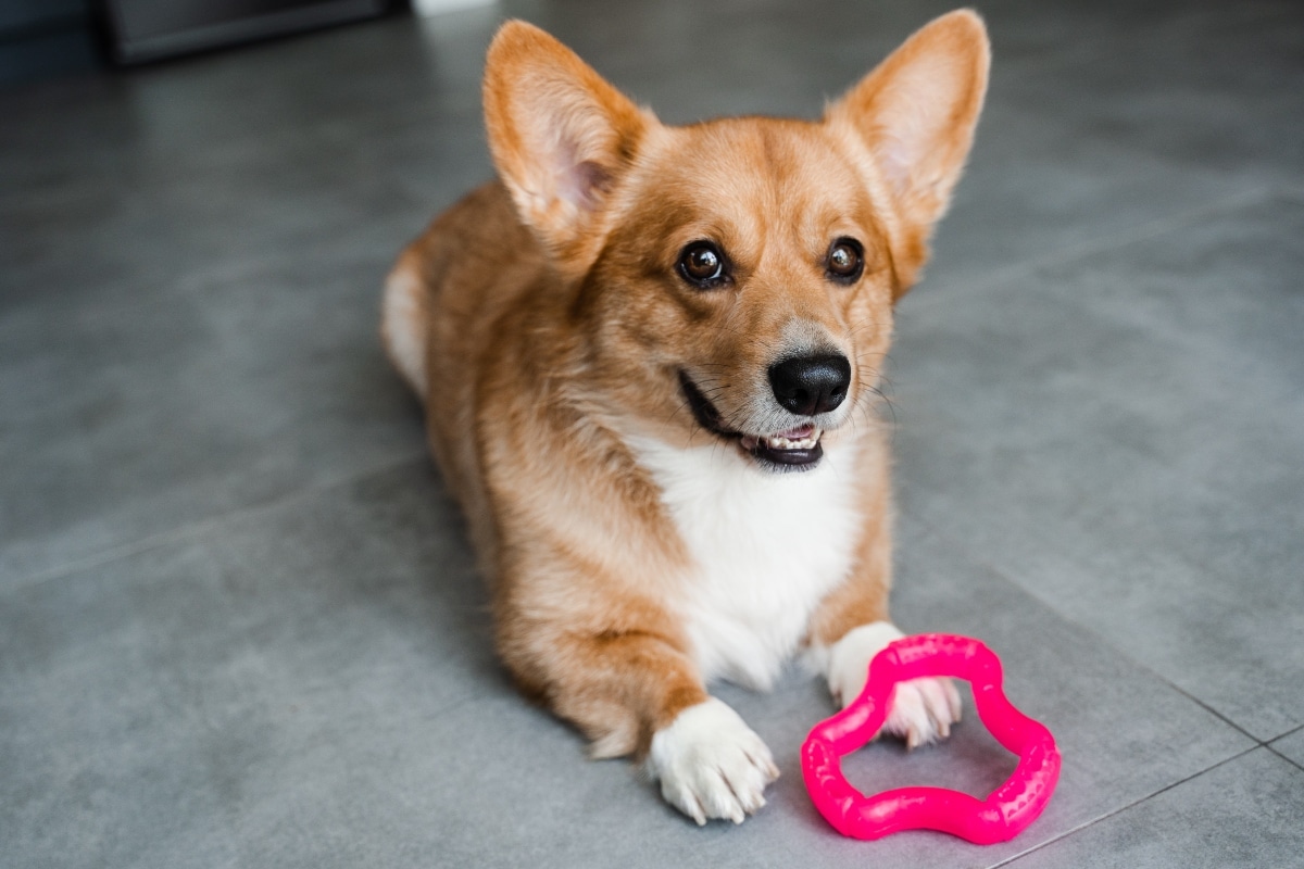 Pembroke Welsh Corgi bright and playful, ready to chase and romp.