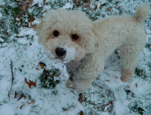 Best raw dog food for Poodles